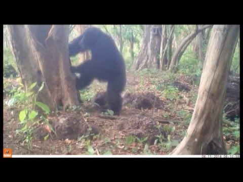 Why do chimpanzees throw stones at trees?