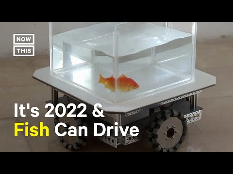 Scientists Train Goldfish How to &#039;Drive&#039;