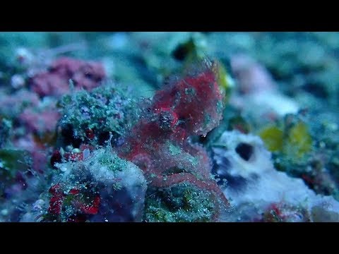 Rare &#039;Hairy&#039; Octopus Caught On Camera