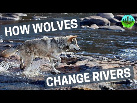 How Wolves Change Rivers