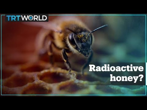 Radioactive contamination in American honey