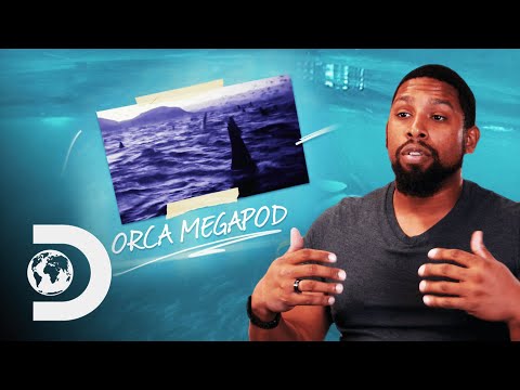 What Explains The Largest Orca Pod Ever Captured On Video? | Nature&#039;s Strangest Mysteries Solved