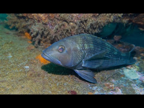 Black Sea Bass, The Gender-Bending Perciformes Prized by Fishermen - One Minute Nature Show