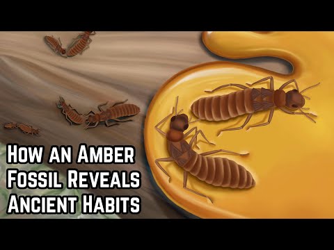 How an Amber Fossil Reveals Ancient Habits