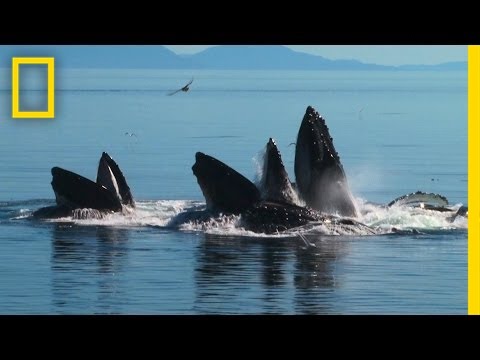 Whales Team Up in Amazing Bubble-Net Hunt | National Geographic