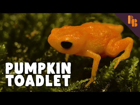 This Frog Is Bad At Basically Everything