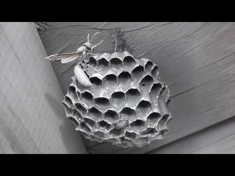 Exterminating two small paper wasps nests with paint