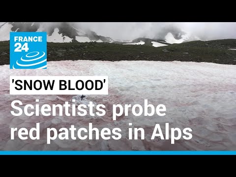 &#039;Snow blood&#039;: Why climate change may be turning the Alps red • FRANCE 24 English