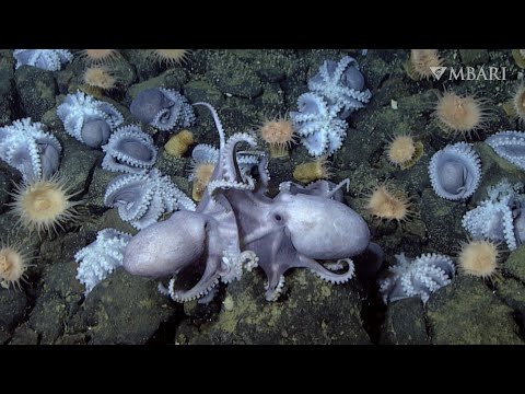 Scientists solve mystery of why thousands of octopus migrate to deep-sea thermal springs