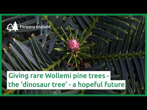 Giving rare Wollemi pine trees – the ‘dinosaur tree’ - a hopeful future