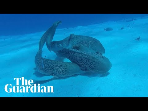 Leopard sharks mating in the wild captured on camera for first time