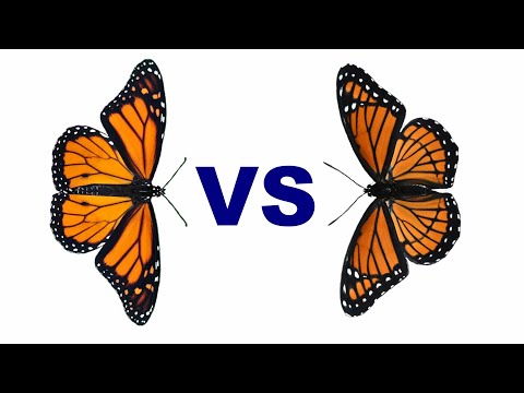 Monarch vs Viceroy - Easy Identification Sitting or Flying