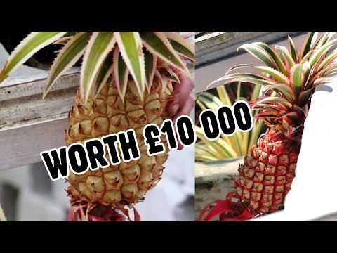 World&#039;s most expensive fruit - PINEAPPLE grown in Cornwall, Britain