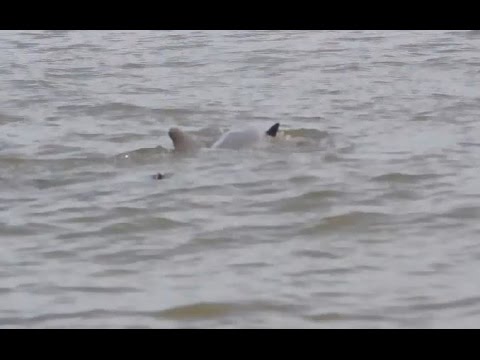Adult male dolphins attack baby dolphin