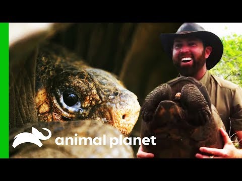 &quot;The Greatest Galapagos Discovery In Over 100 Years!&quot; | Extinct or Alive?