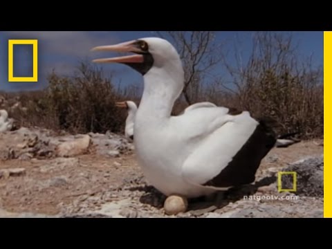 &quot;Vampires&quot; and Boobies | National Geographic