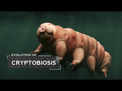 How Tardigrades Evolved to Survive Extreme Conditions