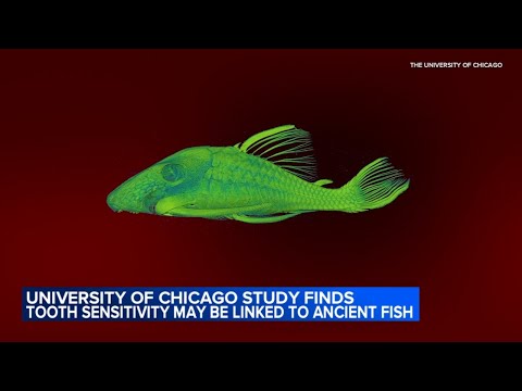 University of Chicago study finds tooth sensitivity may be linked to ancient fish