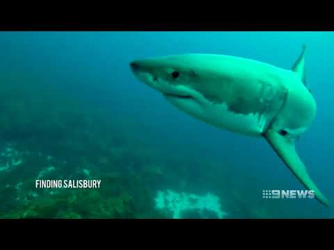 Esperance Sharks | 9 News Perth