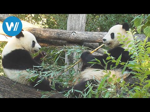 Zoo Vienna - Tiergarten Schönbrunn - The oldest zoo in the world