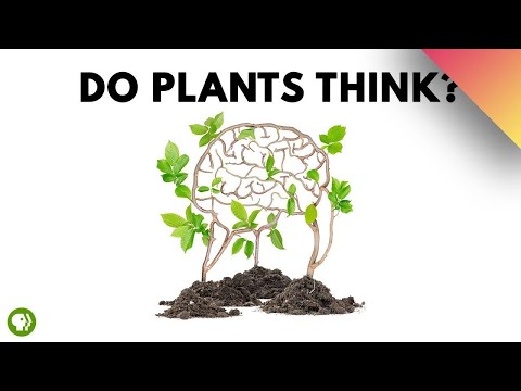 Plants Are Smarter Than You Realize