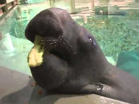 10 Fascinating Facts About Snooty  the World s Oldest Manatee - 32