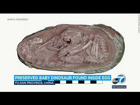 Fossil of perfectly preserved baby dinosaur discovered curled up inside its egg l ABC7