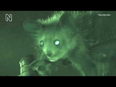 Aye-aye recorded picking its nose for the first time | Natural History Museum