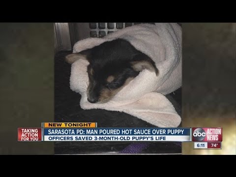 Man poured hot sauce over puppy