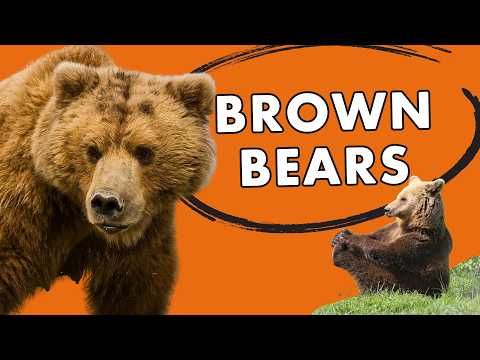 10 Wild Facts You Might Not Know About Bears - Listverse