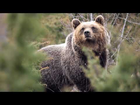 10 Astonishing Animal Abilities Scientists Never Saw Coming - Listverse