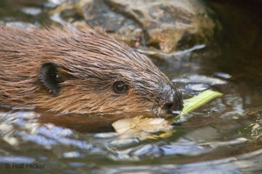 Beaver-T0269