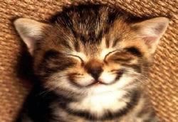 Smile Cat