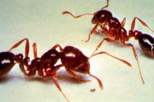 Ant4