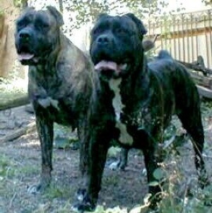 Boerboel 2