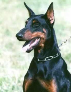 Doberman-Pinscher