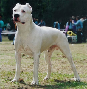 Dogo Argentino