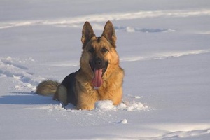 German-Shepherd-Puppy