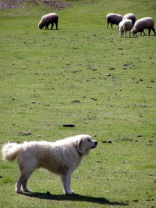 Great Pyrenees 1