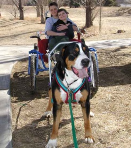 Great Swiss Mountain Dog 1