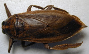 Hemiptera Belostomatidae3