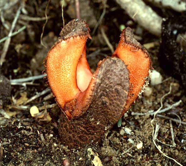 hydnora plants africana plant coolest listverse looking most cool flower bizarre 2007 things