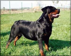 Rottweiler 3