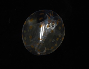 Glass Squid-1