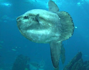 Top 15 Unusual Deep Sea Creatures - Listverse