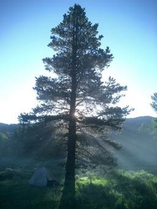 Pine Tree Med