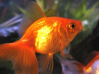Goldfish3
