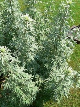 450Px-Artemisia Absinthium P1210748