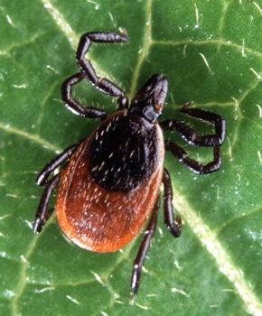 498Px-Adult Deer Tick(Cropped)