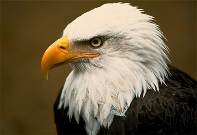 Bald-Eagle-Head